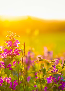 Summer Meadow With Colorfu