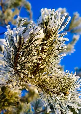 Pine Tree Covered With Hoa