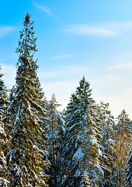 Snow Covered Sunny Winter