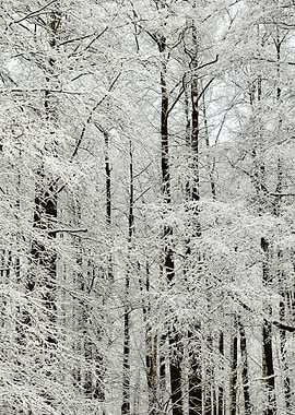 Winter Scene With HoarFros