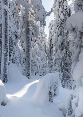Snow covered forest