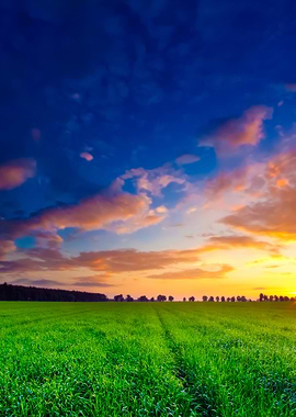 Young Cereal Field At Suns
