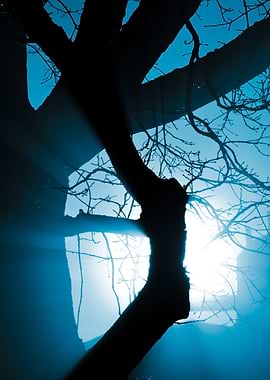 CloseUp Of A Tree In The F