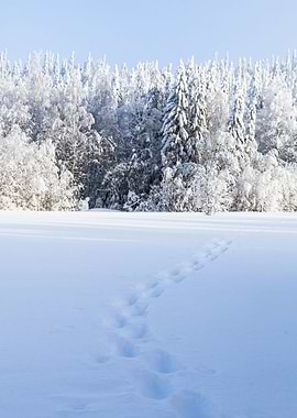 Snowshoe tracks
