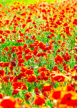 A Poppy Field In Latvia