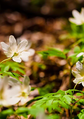White Anemones