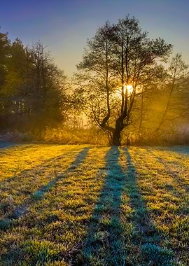 Beautiful Morning With Fro