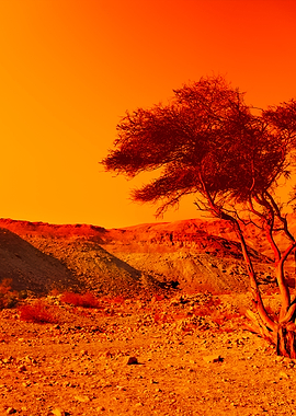 Alone Tree In Judean Deser