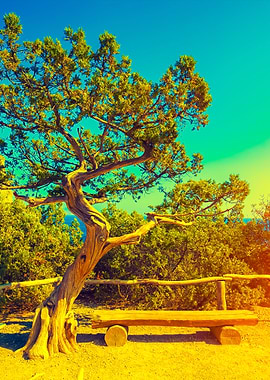 Wooden Bench With Tree In