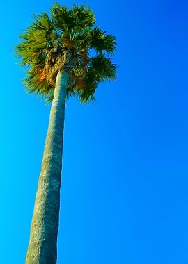 Palm Tree