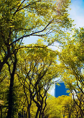 Nyc Central Park Trees