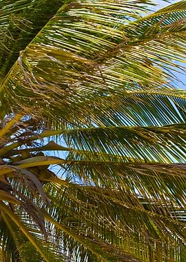 Tropical Coconut Palm Tree