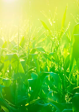 Corn Field CloseUp At The