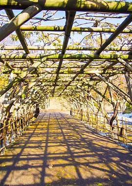 Tree Tunnel At Hakodate Ja