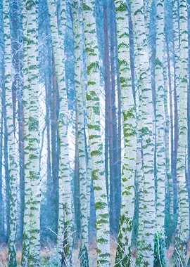 Frozen Birch Forest