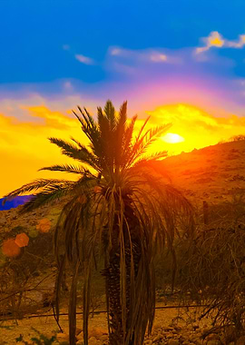 Palm Against Mountains At