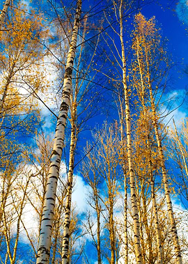 Birch Trees Against The Bl