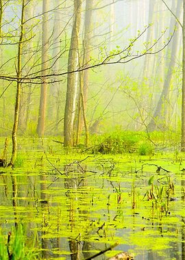 Swamp In Fog At The Sunris