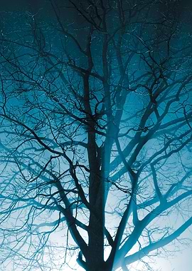 CloseUp Of A Tree In The F