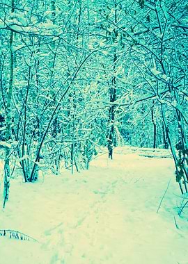 Forest Covered With Snow