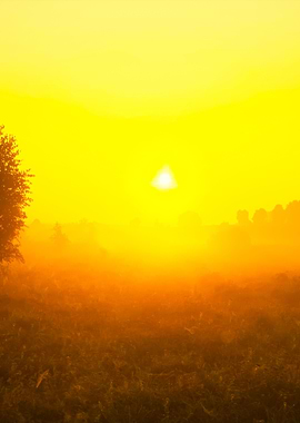 Foggy Morning Meadow