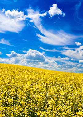 Yellow Rapeseed Field In L