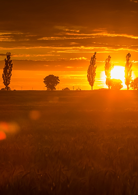 Landscape With Orange Suns