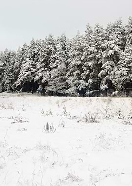 Winter Scene With HoarFros