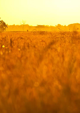 Lonely Tree In The Mist Na