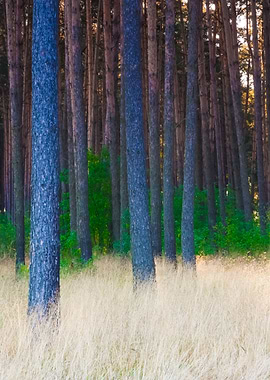 Grassy Pine Forest