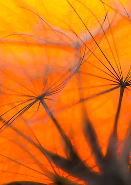 Dandelion Seeds On Sunset