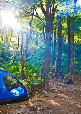 Camping Tents In Forest