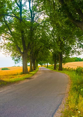 Asphalt Road Near Fields