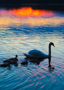 Silhouettes Of Swans Famil