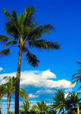 Coconut Tree