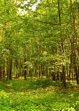 Green Forest