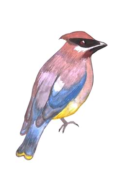 Cedar waxwing bird