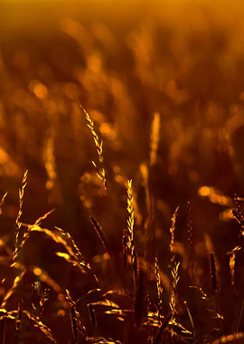 Sunset Grass
