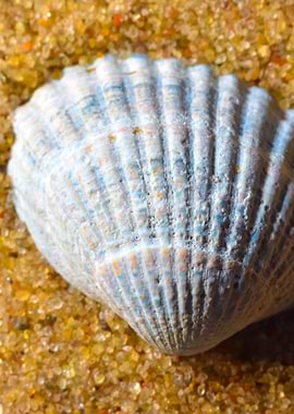 Sea Snail Shell On The San