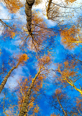 Birch Trees Low Angle