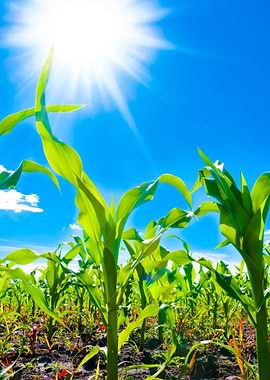 Corn And Sun