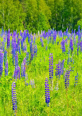 Lupine Flowers CloseUp