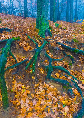 Autumnal Foggy Forest