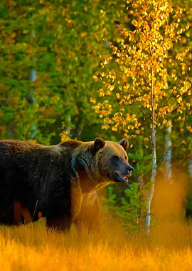 Autumn Wood With Bear Beau
