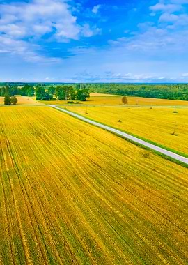 Cereal Field In Latvia