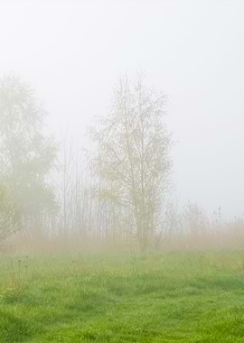 Rural Landscape In Fog
