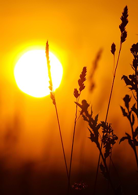 Grass CloseUp Against Sett
