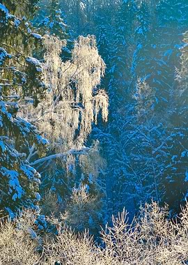 Frost On Trees In River Va