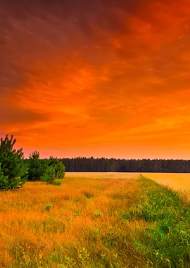 Sunset Over Grain Field