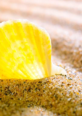 Sea Shell On The Sandy Bea